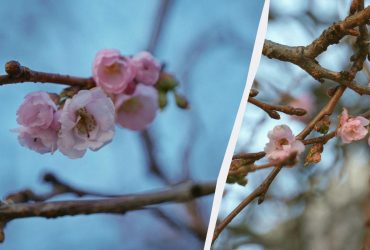 В Мукачево посреди зимы расцвела сумасшедшая сакура (фото)