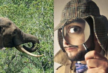 Кожен бачить слона, і лиш детектив знайде кабанця за 10 секунд: головоломка для обраних