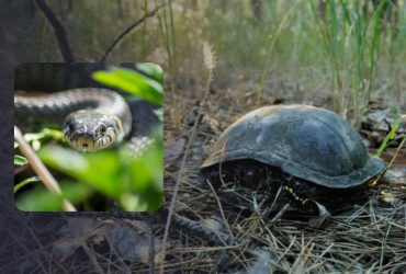 Сложная задачка на уровень IQ: проверьте свою внимательность