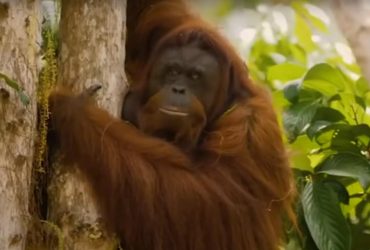 Вчені назвали причину вимирання найбільшого примату