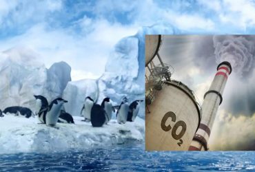 Пингвины в опасности: кислотность антарктических вод удвоится к 2100 году