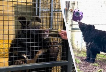 Чорний Ямпіль: стала відома доля ведмедя, який пережив російську окупацію (фото, відео)