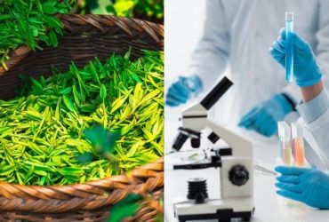 Ви точно цього не знали: зелений чай при тиску можна чи ні