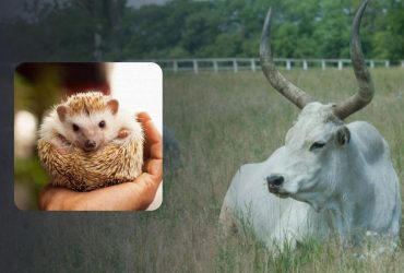 Сложная головоломка для зорких: никто не может найти ежа