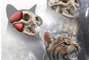 В Іспанії виявили новий вид доісторичних кішок