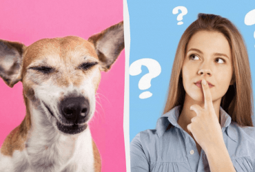 Что значит выражение где зарыта собака: не делайте ошибок