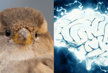 Усі бачать бізона, і лиш обдаровані знайдуть горобця за 7 секунд: дивовижна головоломка