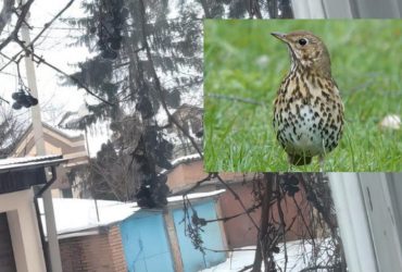 Лише 2% людей можуть помітити дрозда за 6 секунд: фантастична оптична ілюзія