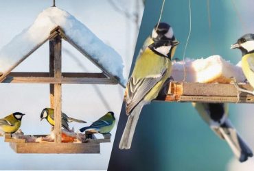 Никакого хлеба и пшена: что можно и нельзя положить в кормушку для птиц