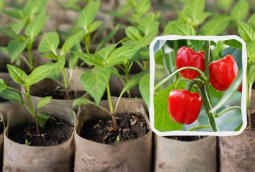 Когда сеять перец на рассаду в 2024 году: саженцы вырастут к маю