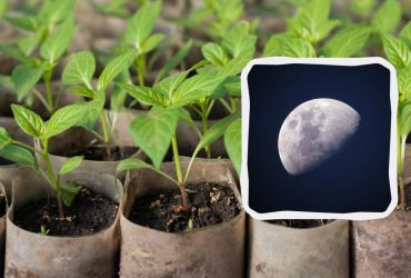 Посівний календар на лютий 2024: чим зайнятися на ділянці та які дні вдалі