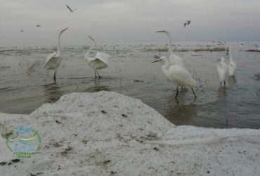Ледь не вимерли через моду на капелюшки: на Одещині помічені дивовижні птахи