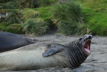 Вимерло ціле покоління: пташиний грип масово вбиває морських слонів в Аргентині