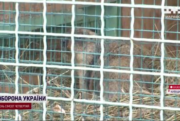 День сурка отменяется: почему киевский сурок Викентий уже не спит