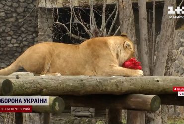 Семья львов в киевском зоопарке отмечает 15-летие