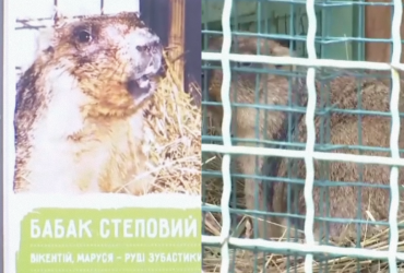 Біля Києва вже прокинувся бабак: що це може означати, і яка причина (відео)