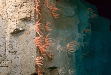 Ученые обнаружили самый длинный в мире коралловый риф (видео)