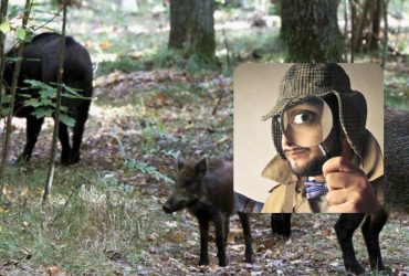 Проверьте свою внимательность за 6 секунд: интересная иллюзия