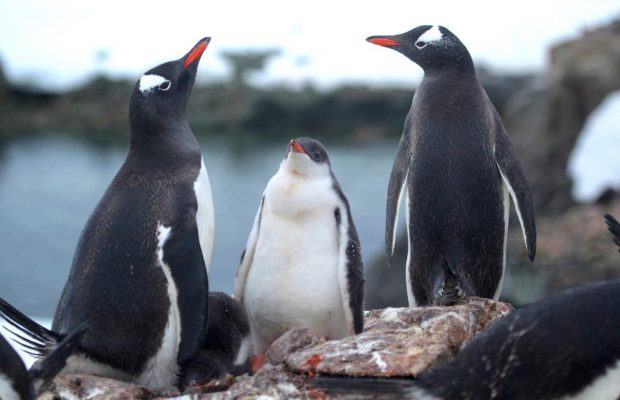 Є чудові острови, де пінгвінів більше, ніж людей: чому туди варто поїхати