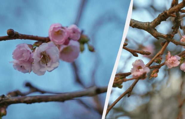 В Мукачево посреди зимы расцвела "сумасшедшая" сакура (фото)
