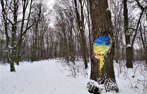 Сказочный лес посреди города: идеи для зимних прогулок в Киеве (фоторепортаж)