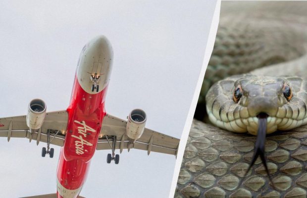 Худший кошмар: появившаяся ниоткуда змея вызвала переполох в самолете (видео)