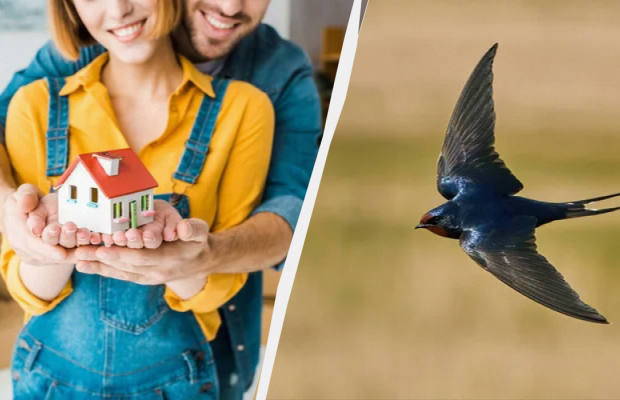 Что значит, если ласточка свила гнездо рядом с домом: народная примета