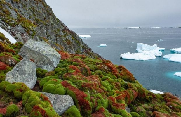 Полярники показали, яким незвичайно зеленим буває літо в Антарктиді (фото)