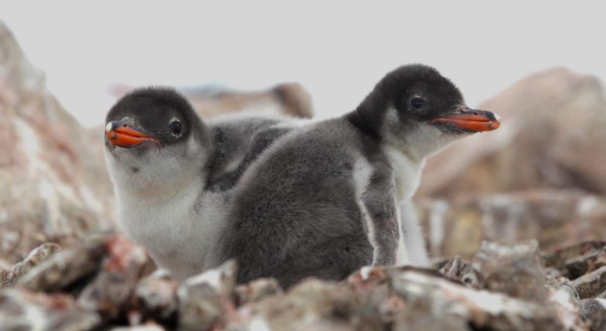 Расширенная озоновая дыра угрожает пингвинам и тюленям, - исследование