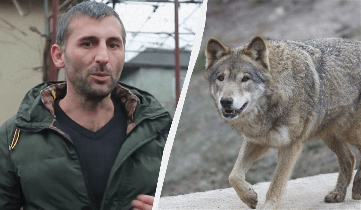 Villagers in Transcarpathia complain about the wolf threat / collage UNIAN, photo UNIAN, frame from video