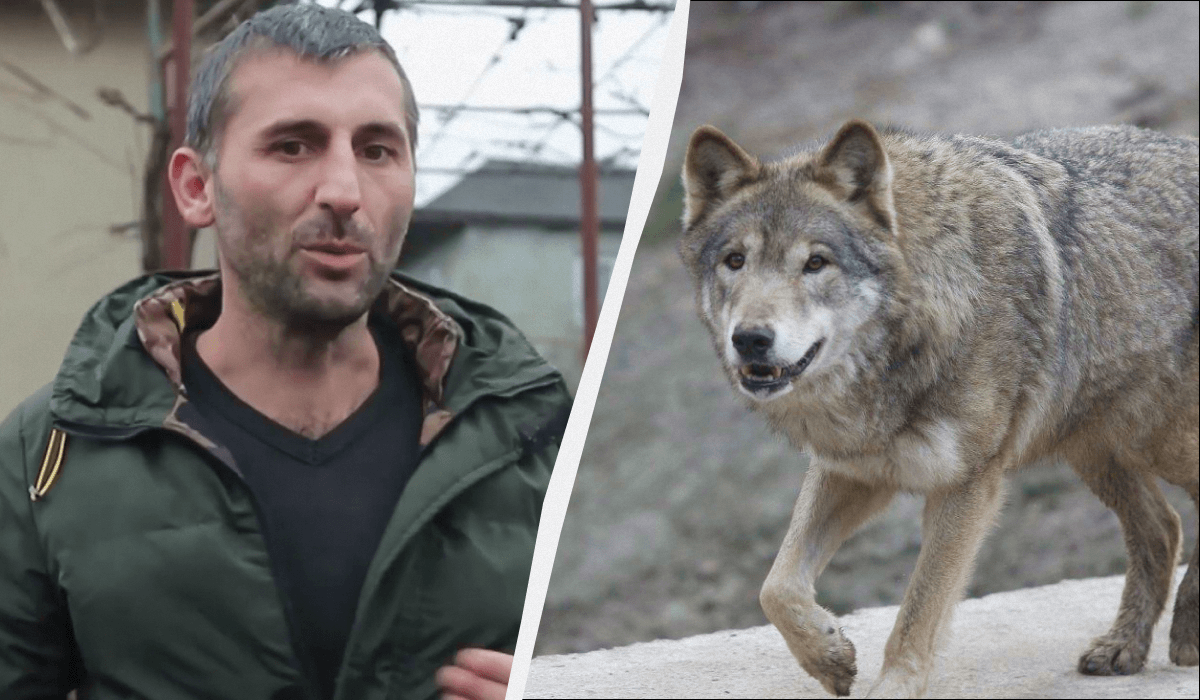 Селяне в Закарпатье жалуются на волчью угрозу / коллаж УНИАН, фото УНИАН, кадр с видео Селяне в Закарпатье жалуются на волчью угрозу / коллаж УНИАН, фото УНИАН, кадр с видео