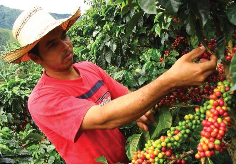Основні причини здорожчання кави варто шукати в країнах, де її вирощують / фото wikimedia.org