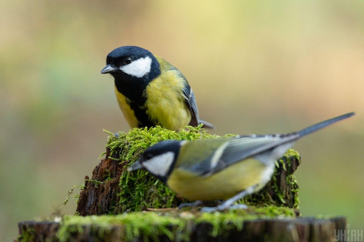 Попри деяке похолодання, по всій Україні 11 квітня буде тепло / фото УНІАН