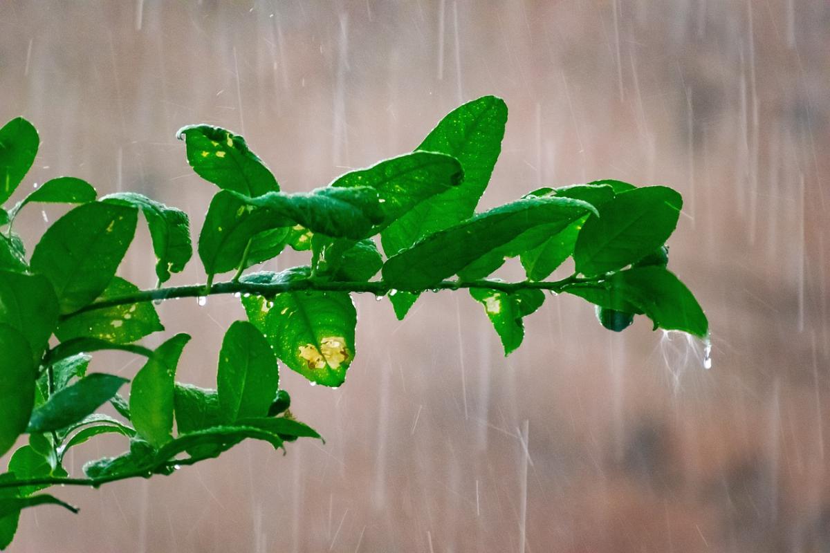 На следующей неделе в Киеве будет дождь / фото Rajesh Balouria / Pixabay