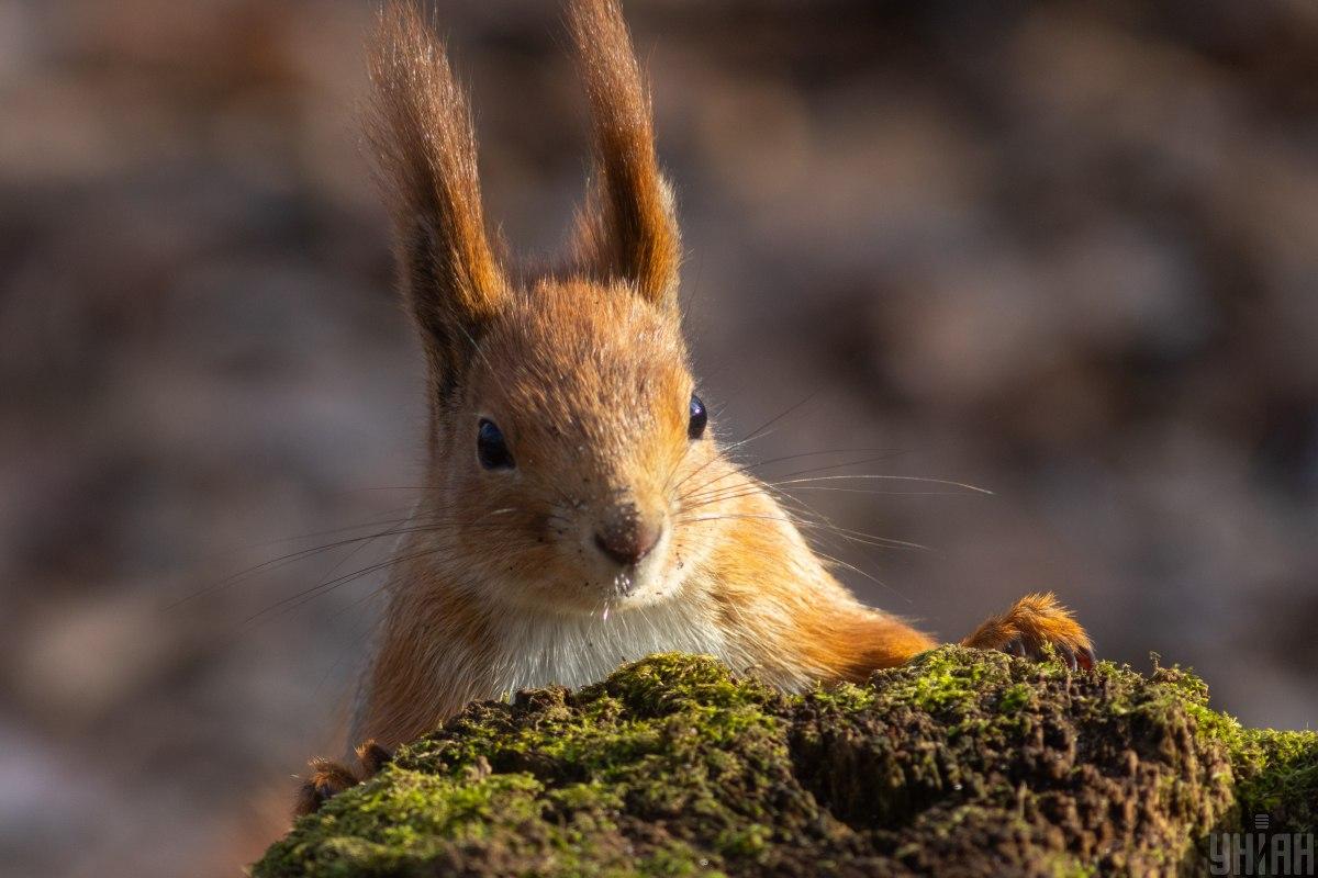 3 марта в Киеве будет около +5° / фото УНИАН 3 марта в Киеве будет около +5° / фото УНИАН