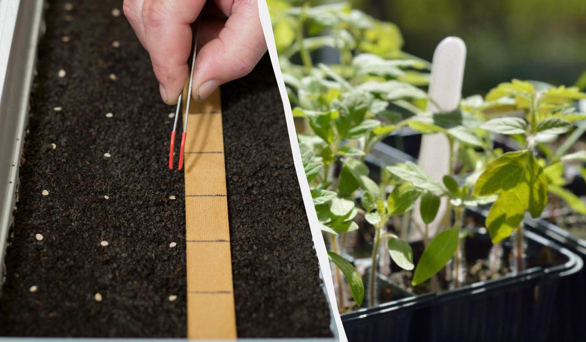 Коли сіяти помідори на розсаду в березні 2026 року