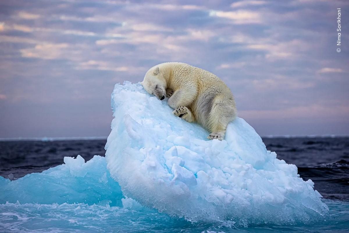 Конкурс Wildlife Photographer of the Year 2023 - приз зрительских симпатий  получил снимок белого медведя — УНИАН