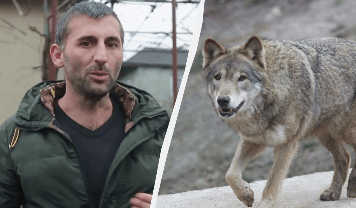 В Закарпатье нашествие волков: селяне боятся выходить на улицы (видео) —  УНИАН