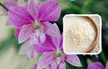 Орхідея точно розквітне після такого добрива: поради досвідчених квітникарів