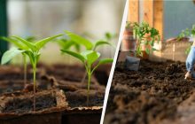 Як виростити розсаду перцю без пікірування: досвідчені городники роблять саме так