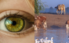 Усі бачать корів та гусей, і лиш унікум знайде пса за 10 секунд: весняна головоломка