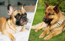 Тривалість життя собаки залежить від її морди: вчені знайшли сумну закономірність