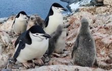 Ничего милее вы сегодня не увидите: ученые показали видео с малышами-чинстрапами