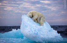 Найкращі фото дикої природи: сплячий на крижині білий ведмідь підкорив глядачів (фоторепортаж)