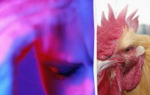 Лише природжений шпигун "розкусить" дивного півня за 13 секунд: підступна головоломка