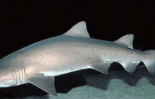 Ученые рассказали о доисторической акуле, ставшей "грозой" океанов после динозавров
