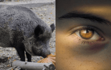 Усі бачать кабанів, і лиш 1% унікумів знаходять горобця за 9 секунд: складна головоломка
