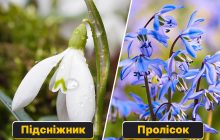 Подснежник - это не пролесок: как различать первоцветы