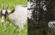 Усі бачать коня, і лиш одиниці знайдуть хитру козу за 12 секунд: літня головоломка