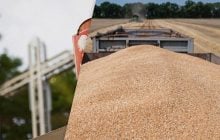 У Польщі підтвердили: українське зерно, через яке блокують кордон, не залишається в країні